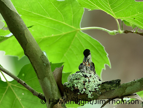 Ruby-throated Hummingbird - nest