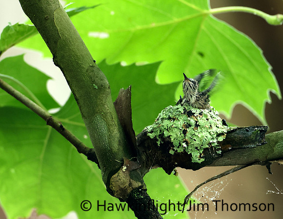 Ruby-throated Hummingbird - nest