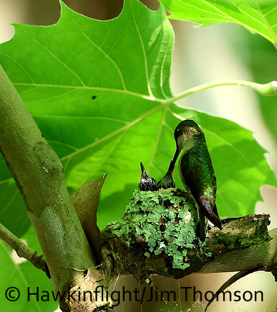 Ruby-throated Hummingbird - nest
