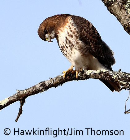 Red-tailed Hawk