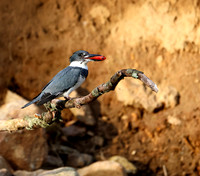 Belted Kingfisher