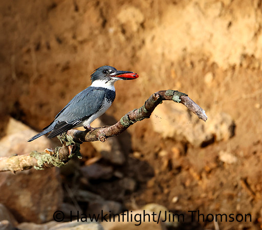 Belted Kingfisher