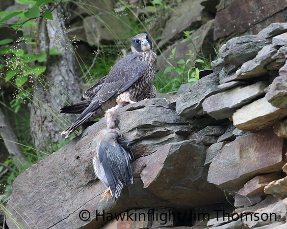 Peregrine Falcon