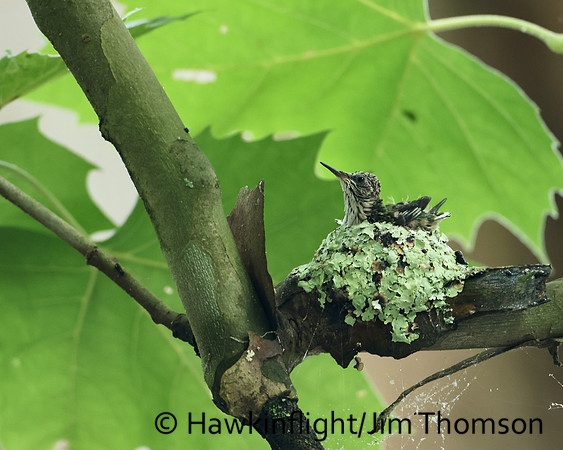 Ruby-throated Hummingbird - nest