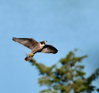 Peregrine Falcon