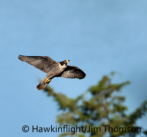 Peregrine Falcon