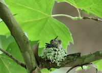 Ruby-throated Hummingbird - nest