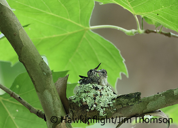 Ruby-throated Hummingbird - nest