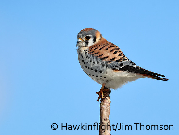 American kestrel