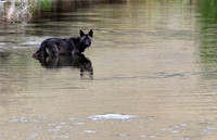 Grey Wolves