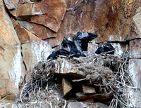 Cliff nesting Ravens- YNP