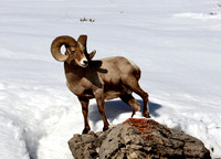 Bighorn Sheep