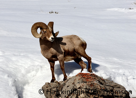 Bighorn Sheep