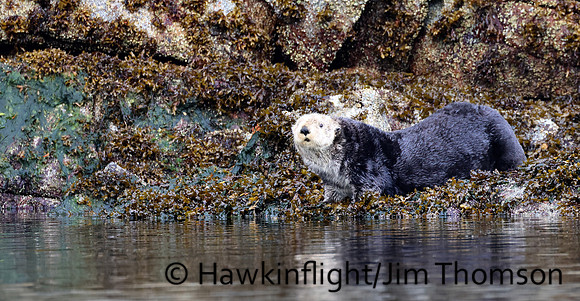 Sea Otter