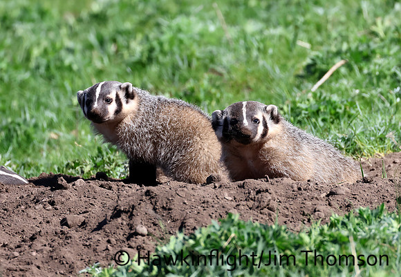 American Badger