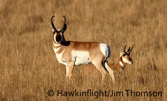 Pronghorn