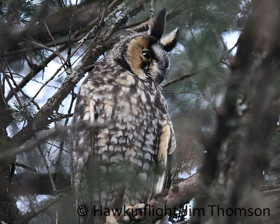 Long-eared Owl