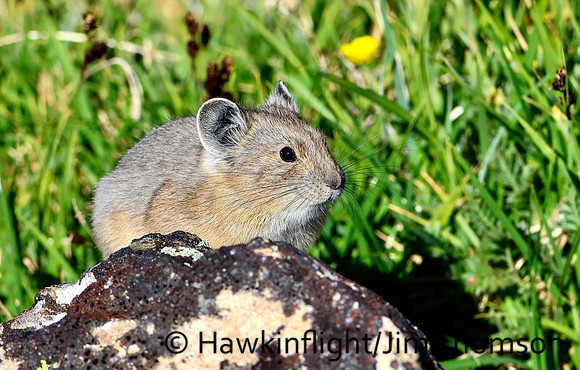American Pika