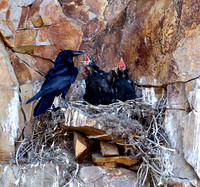 Cliff nesting Ravens- YNP