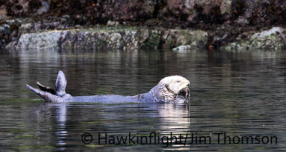 Sea Otter