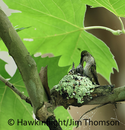Ruby-throated Hummingbird - nest