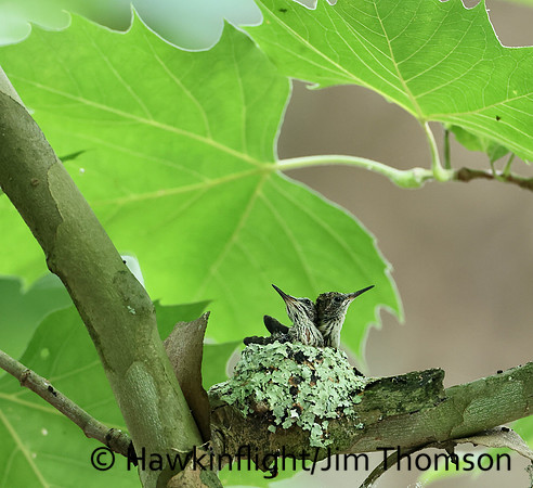 Ruby-throated Hummingbird - nest
