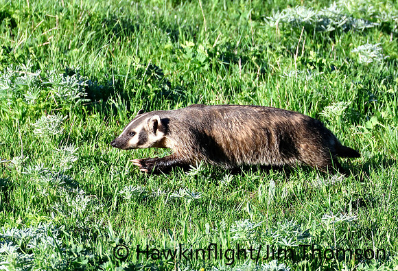American Badger