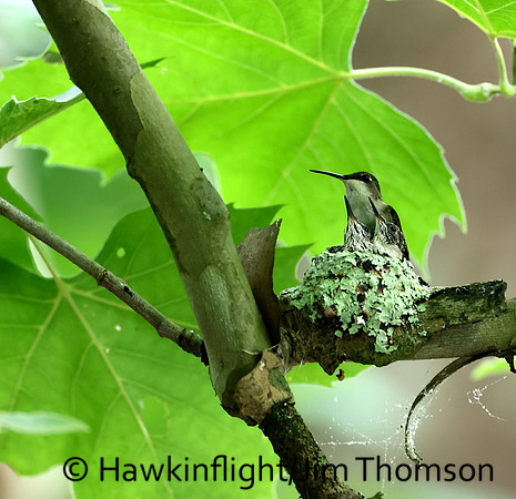 Ruby-throated Hummingbird - nest