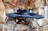 Cliff nesting Ravens- YNP