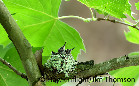 Ruby-throated Hummingbird - nest