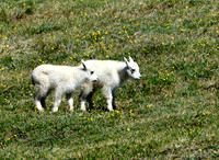 Mountain Goat
