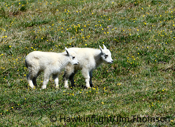 Mountain Goat