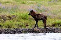Grey Wolves