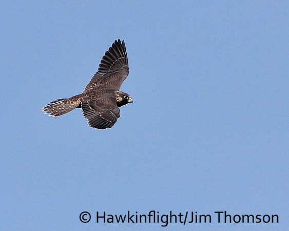 Peregrine Falcon