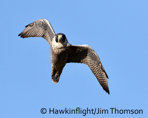 Peregrine Falcon