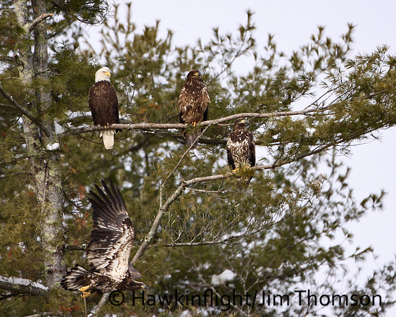 Bald Eagle