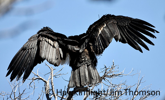 California Condor