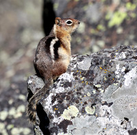 Golden Mantled Ground Squirrel