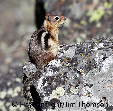 Golden Mantled Ground Squirrel