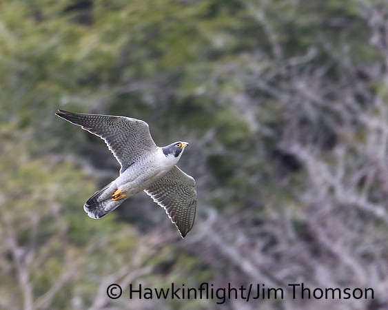 Peregrine Falcon
