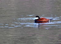 Ruddy Duck