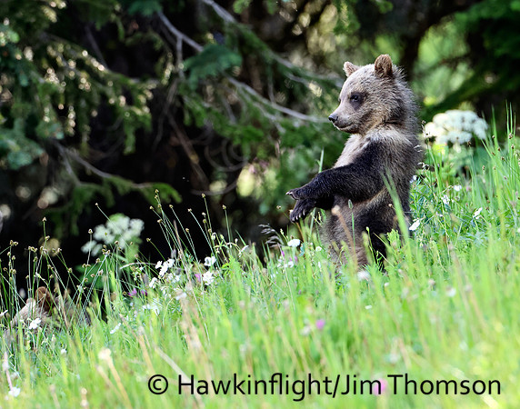 Grizzly Bear
