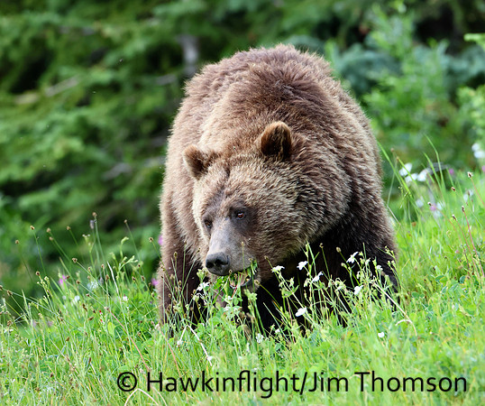 Grizzly Bear