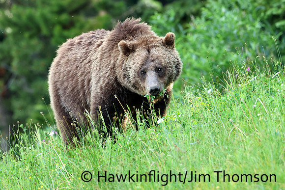 Grizzly Bear