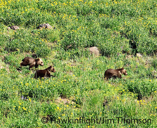 Grizzly Bear