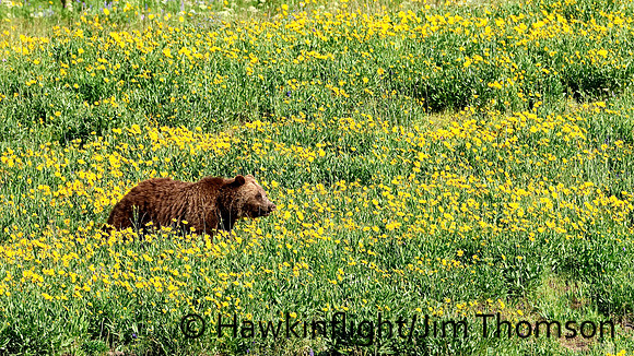 Grizzly Bear