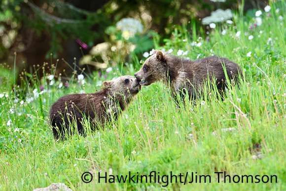 Grizzly Bear