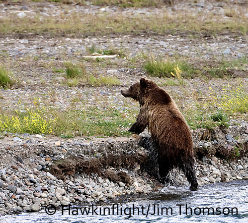 Grizzly Bear