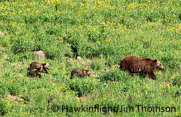 Grizzly Bear