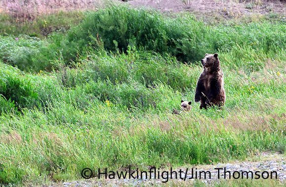 Grizzly Bear